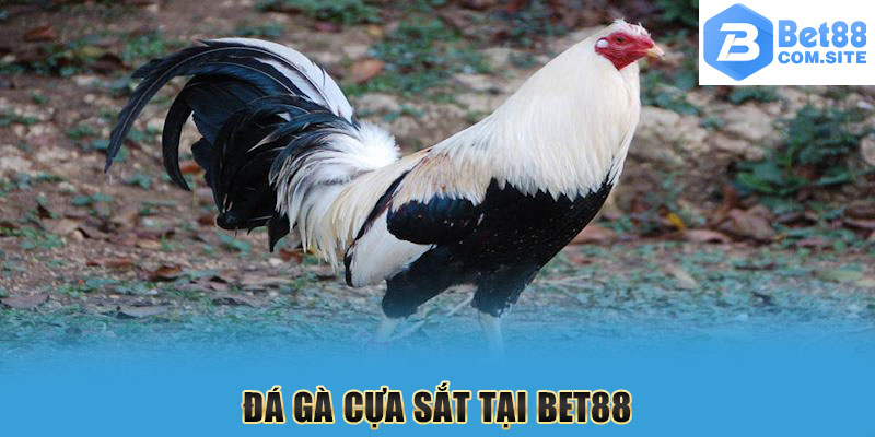 Đá Gà Cựa Sắt Tại Nhà Cái BET88 - Hấp Dẫn Mỗi Phút Giây