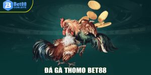 Đá gà Thomo - Hình thức cá cược đẳng cấp nhất tại BET88