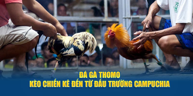 Thông tin cơ bản về loại hình đá gà Thomo hấp dẫn tại BET88 