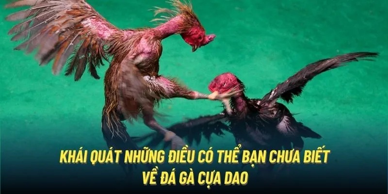 Giới thiệu tổng quan về đá gà cựa dao